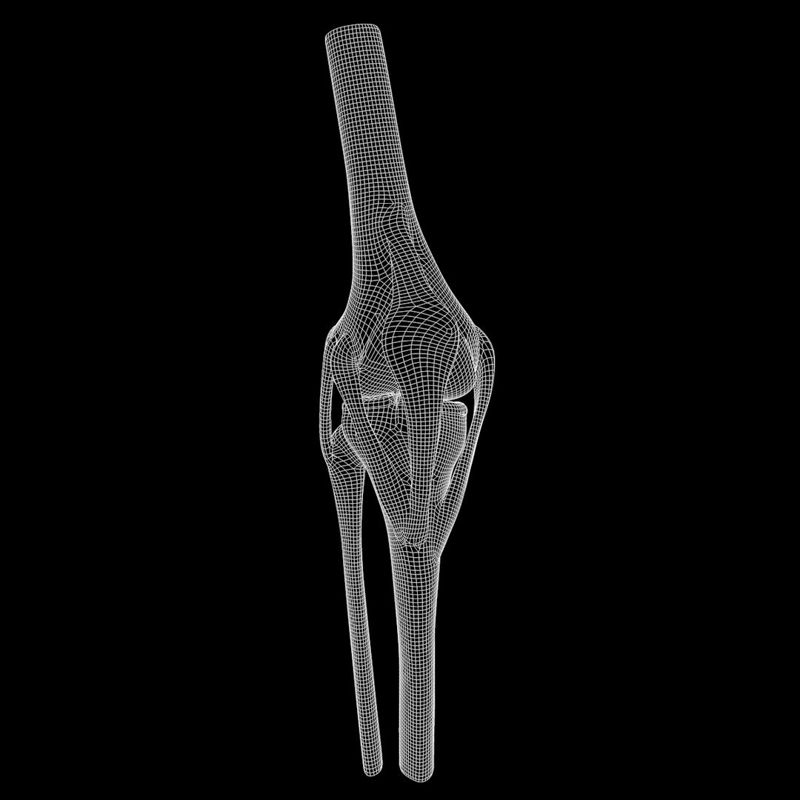 نموذج ثلاثي الأبعاد لمفصل الركبة