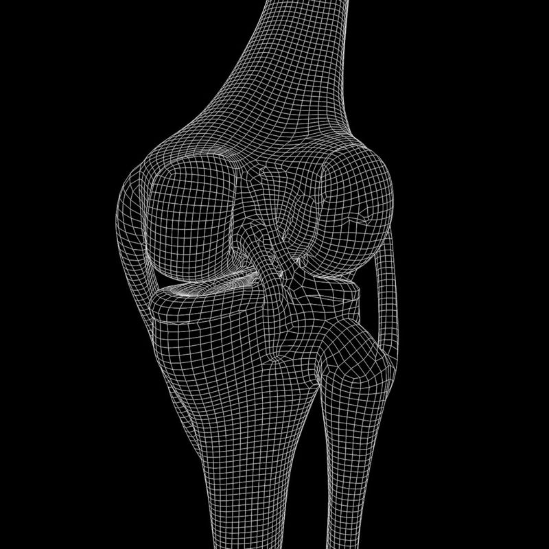 3D model kolenního kloubu