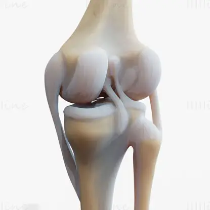 Knee joint medical illustration