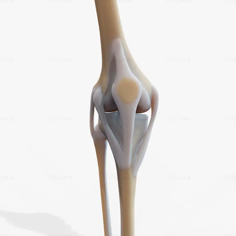 Knee joint medical illustration