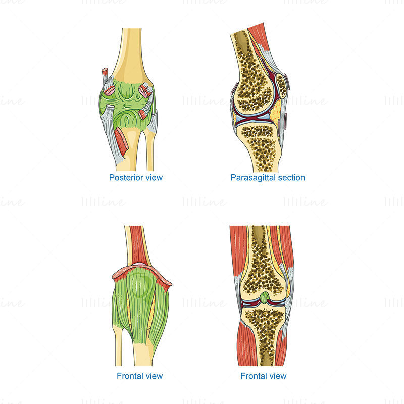 Ilustração científica do vetor do joelho