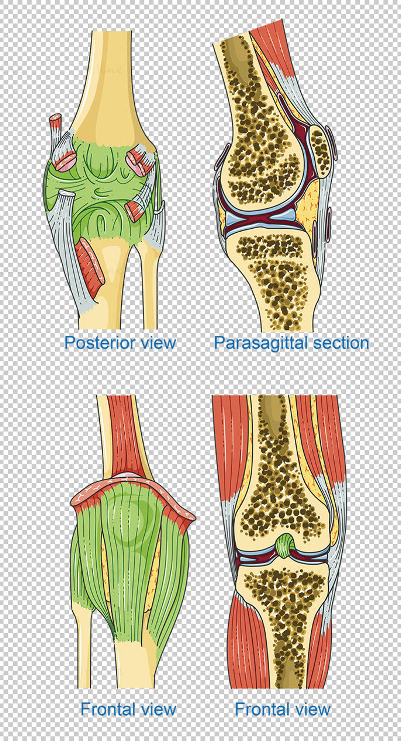 Knee vector scientific illustration