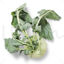 Kohlrabi png