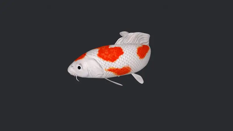 3D-model ribe Koi