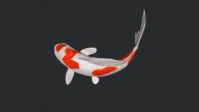 3D-model ribe Koi