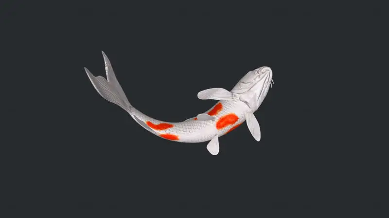 3D-model ribe Koi