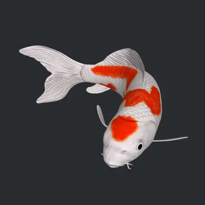 3D model ryby Koi