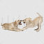 Labrador fighting png