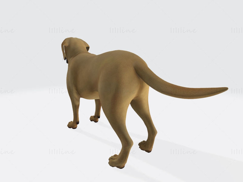 Labrador Retriever Dog 3D Print Model
