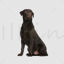 Labrador retriever dog png