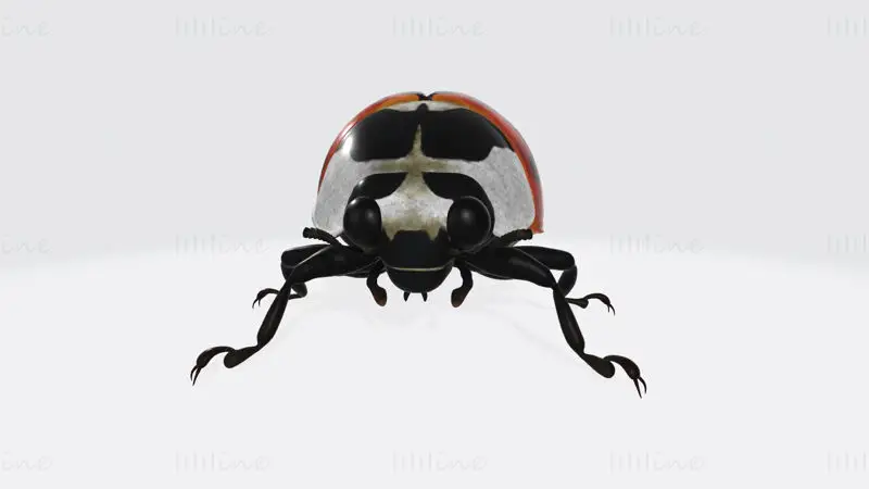 Ladybug Animal 3D Print Model