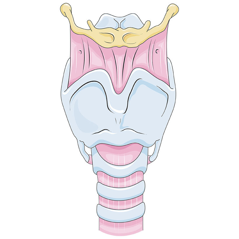 Larynx vector