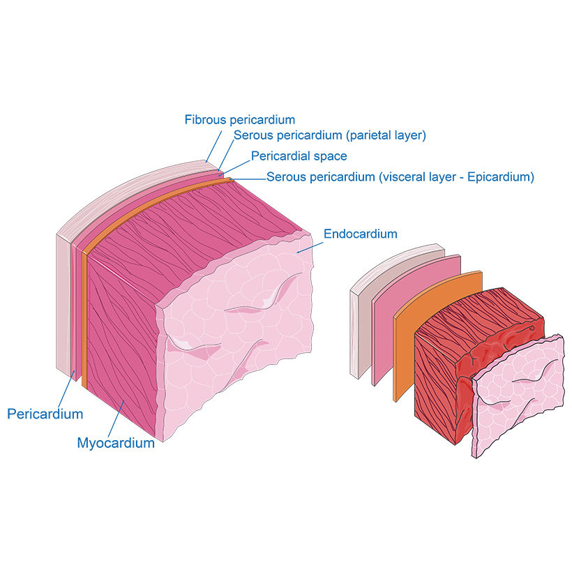 Layers of the heart vector