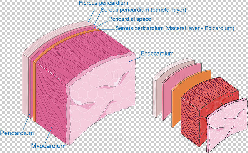 Layers of the heart vector