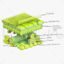 Leaf Anatomy Layers Structure 3D Model