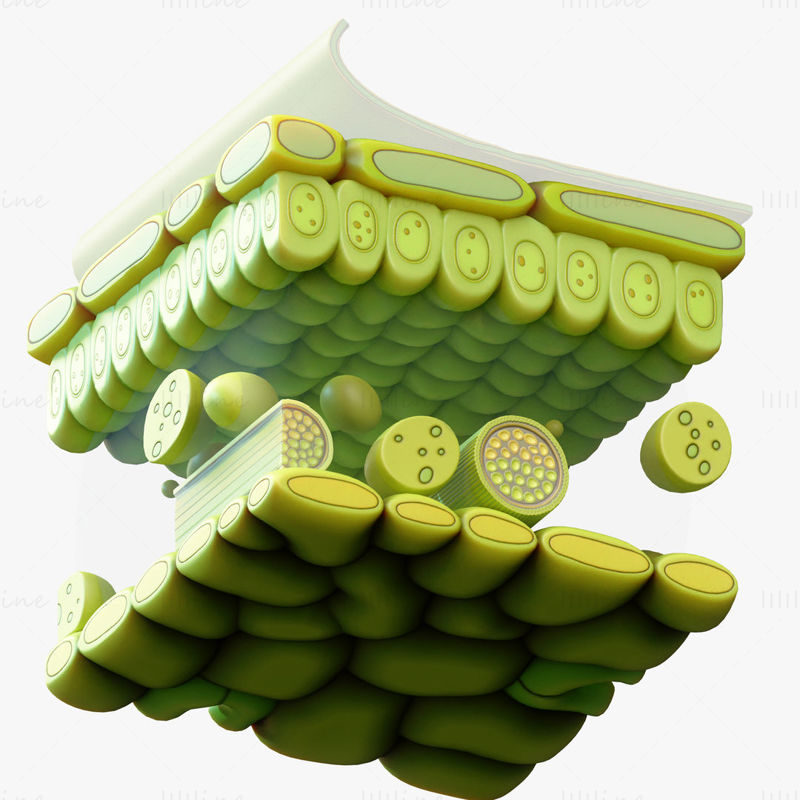 Modelo 3D de la estructura de las capas de la anatomía de la hoja