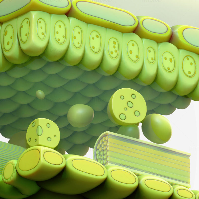 Modelo 3D de la estructura de las capas de la anatomía de la hoja