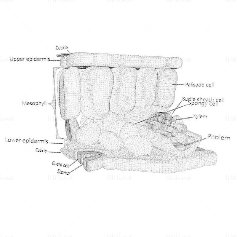 Hoja Anatomía Capas Estructura Modelo 3D C4D STL OBJ 3DS FBX