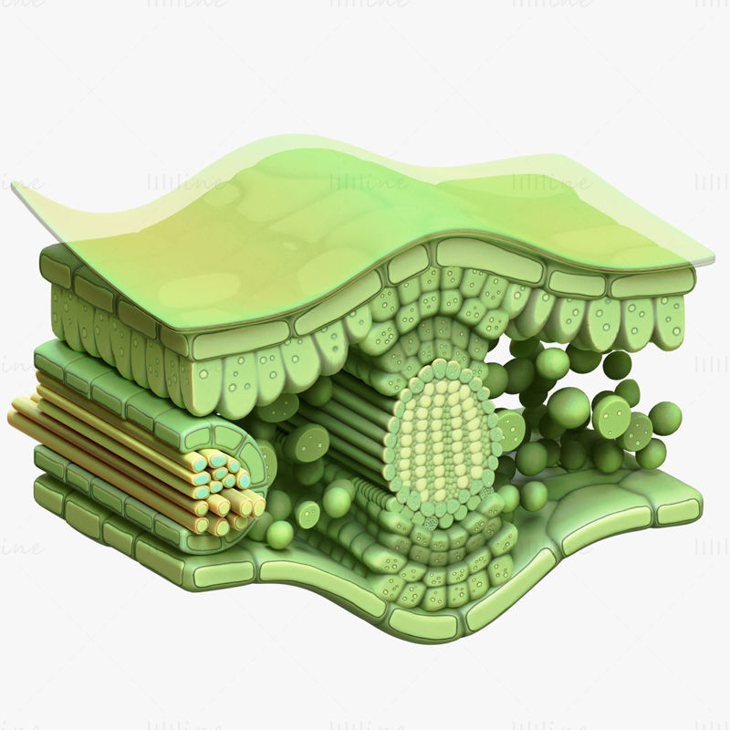 Anatomie de la coupe transversale des feuilles modèle 3D