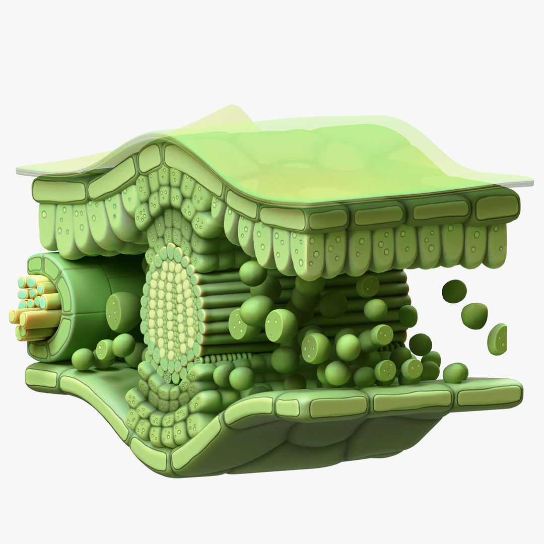 Anatomie de la coupe transversale des feuilles modèle 3D