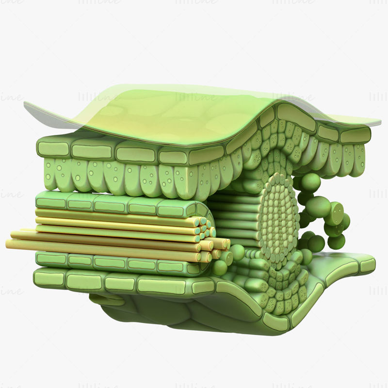 Modelo 3D de anatomía de la sección transversal de la hoja
