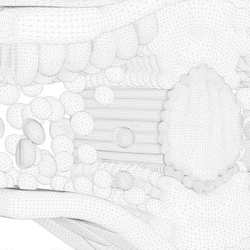 Anatomie de la coupe transversale des feuilles modèle 3D