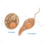 Leishmania vector wetenschappelijke illustratie