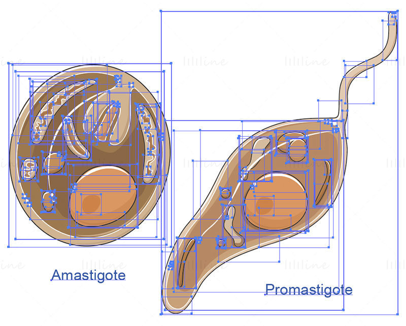 Leishmania vector scientific illustration