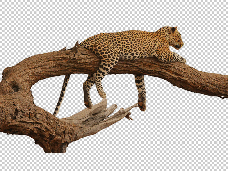 Leopard on the tree png picture