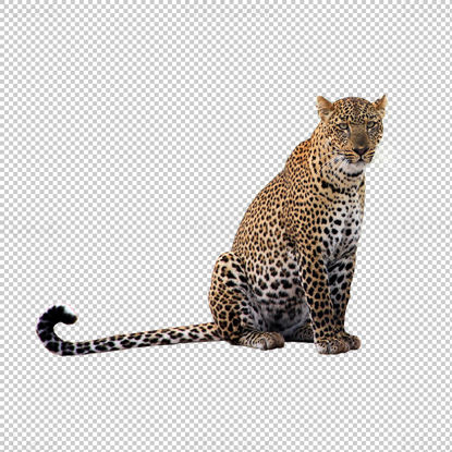 Leopard transparent png