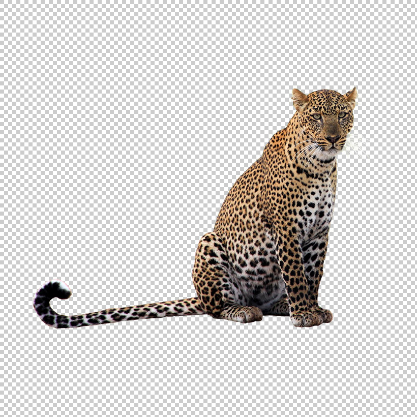 Leopard Transparent Png