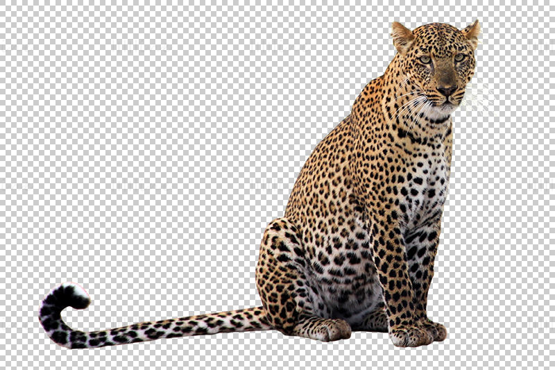 Леопард прозрачен png