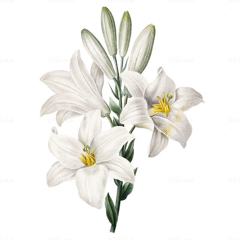 Lily flower png
