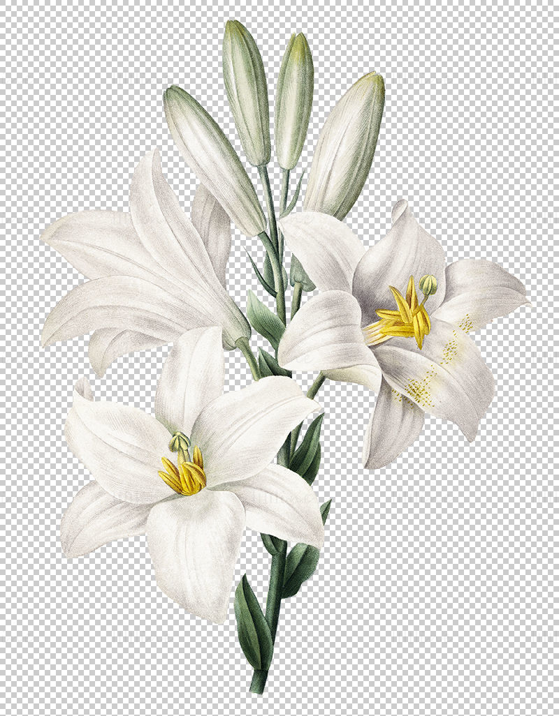 Lily flower png