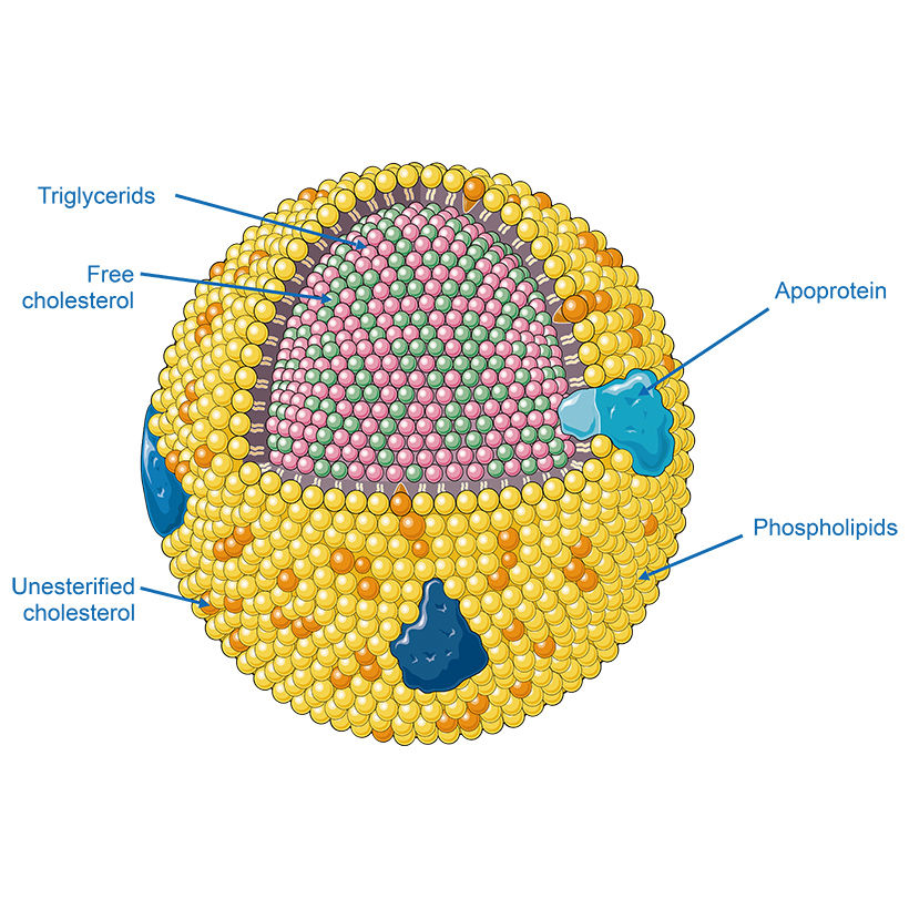 Desmosomes