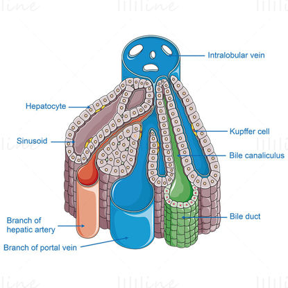Liver lobule vector