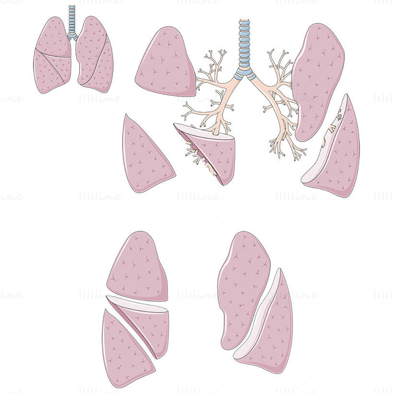Lobes of lung vector