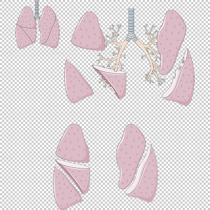 Lobes du vecteur pulmonaire