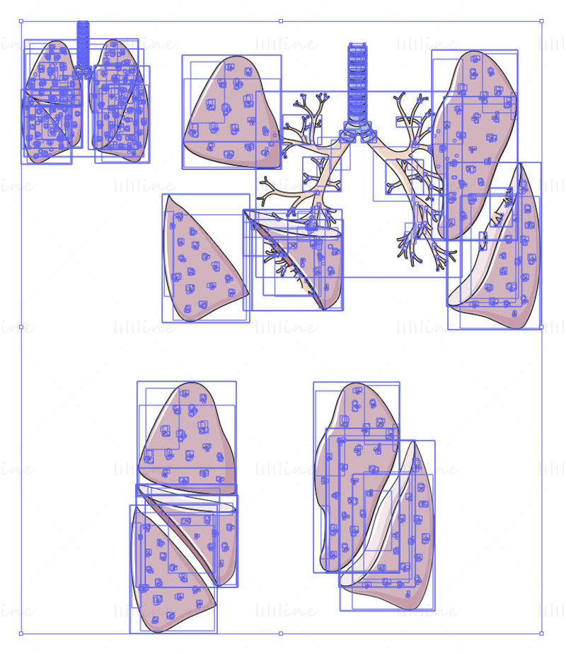 Lobes du vecteur pulmonaire