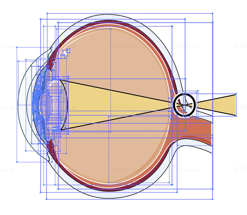 Long sighted eye vector illustration