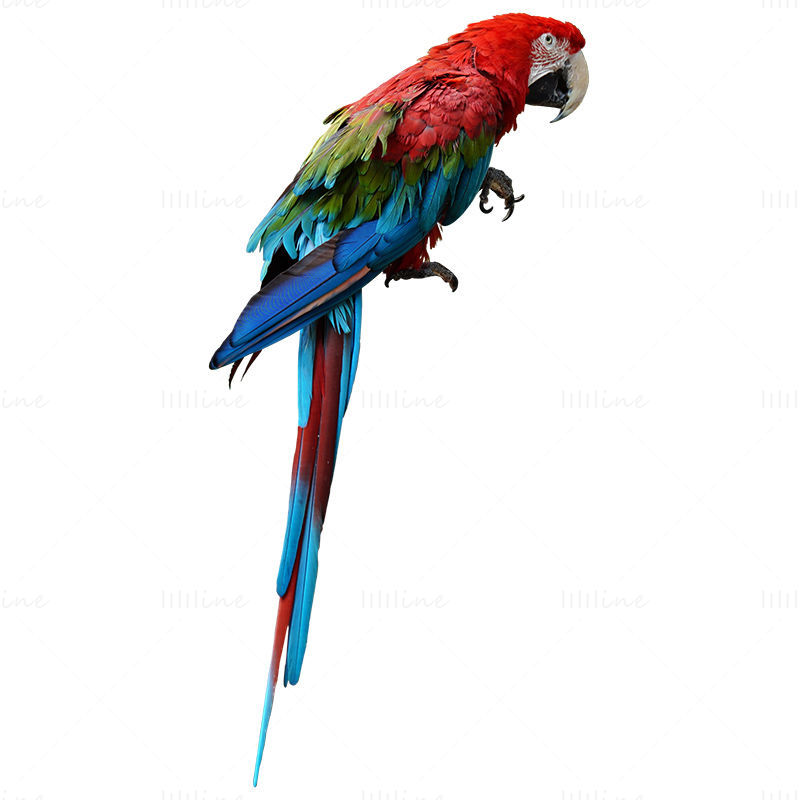 uzun kuyruk Amerika papağanı png