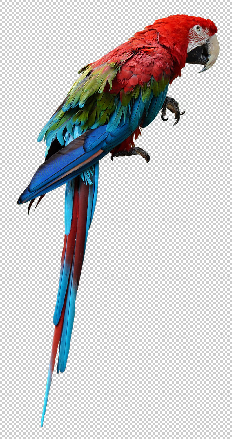 uzun kuyruk Amerika papağanı png
