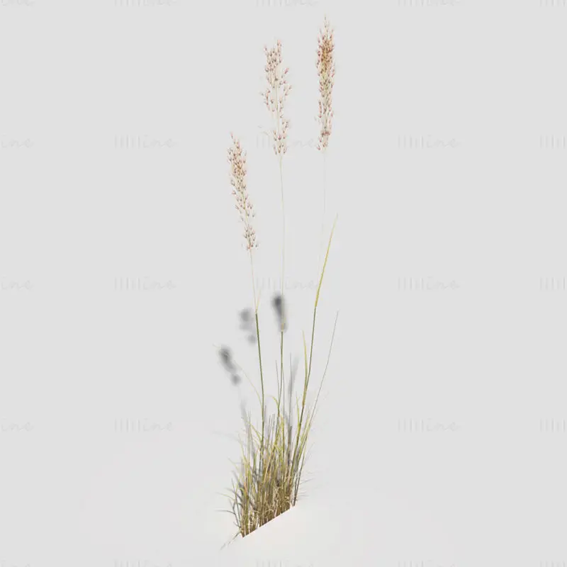 Model 3D Low Polygon Bent Grass Dry