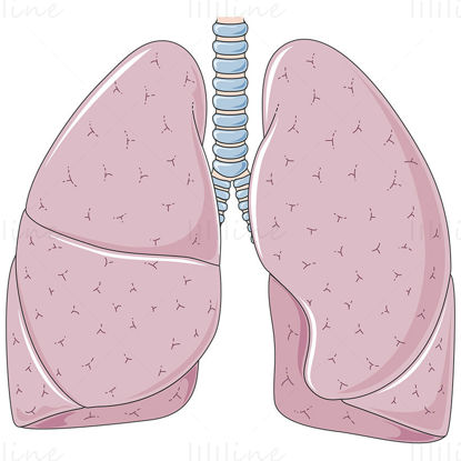 Lungs vector