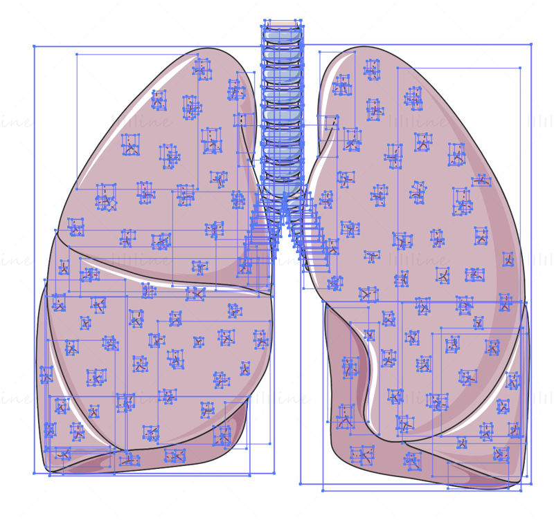 vetor de pulmões