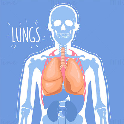 Illustrazione vettoriale dei polmoni
