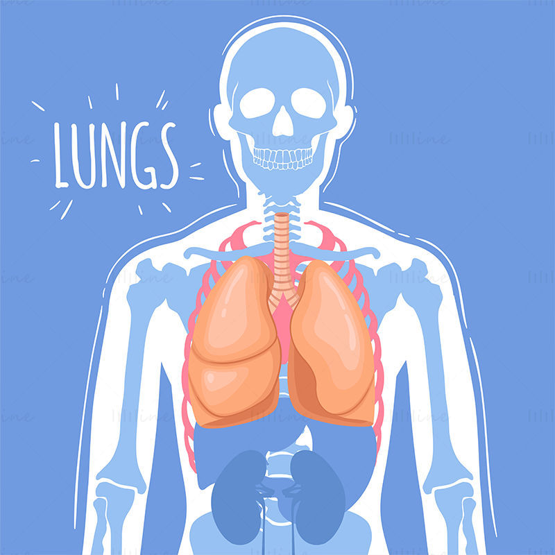 Lunge vektor illustrasjon