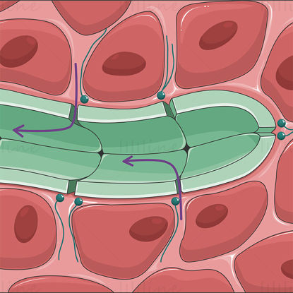 リンパ管毛細血管ベクトル