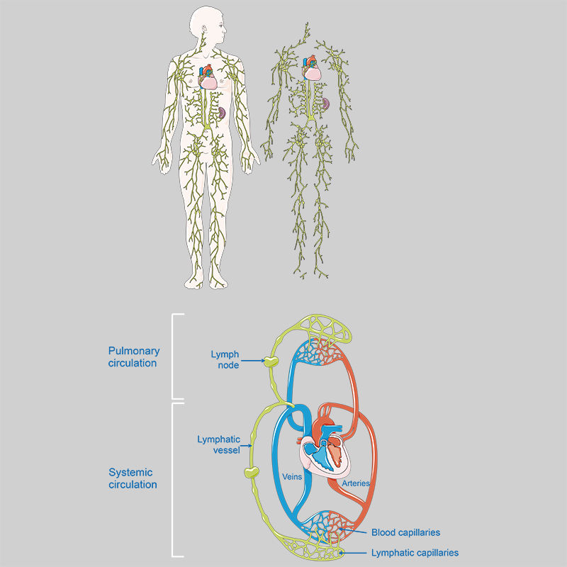 Lymphatic circulation vector