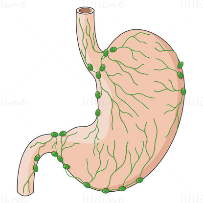 Lymphatic system of the stomach vector